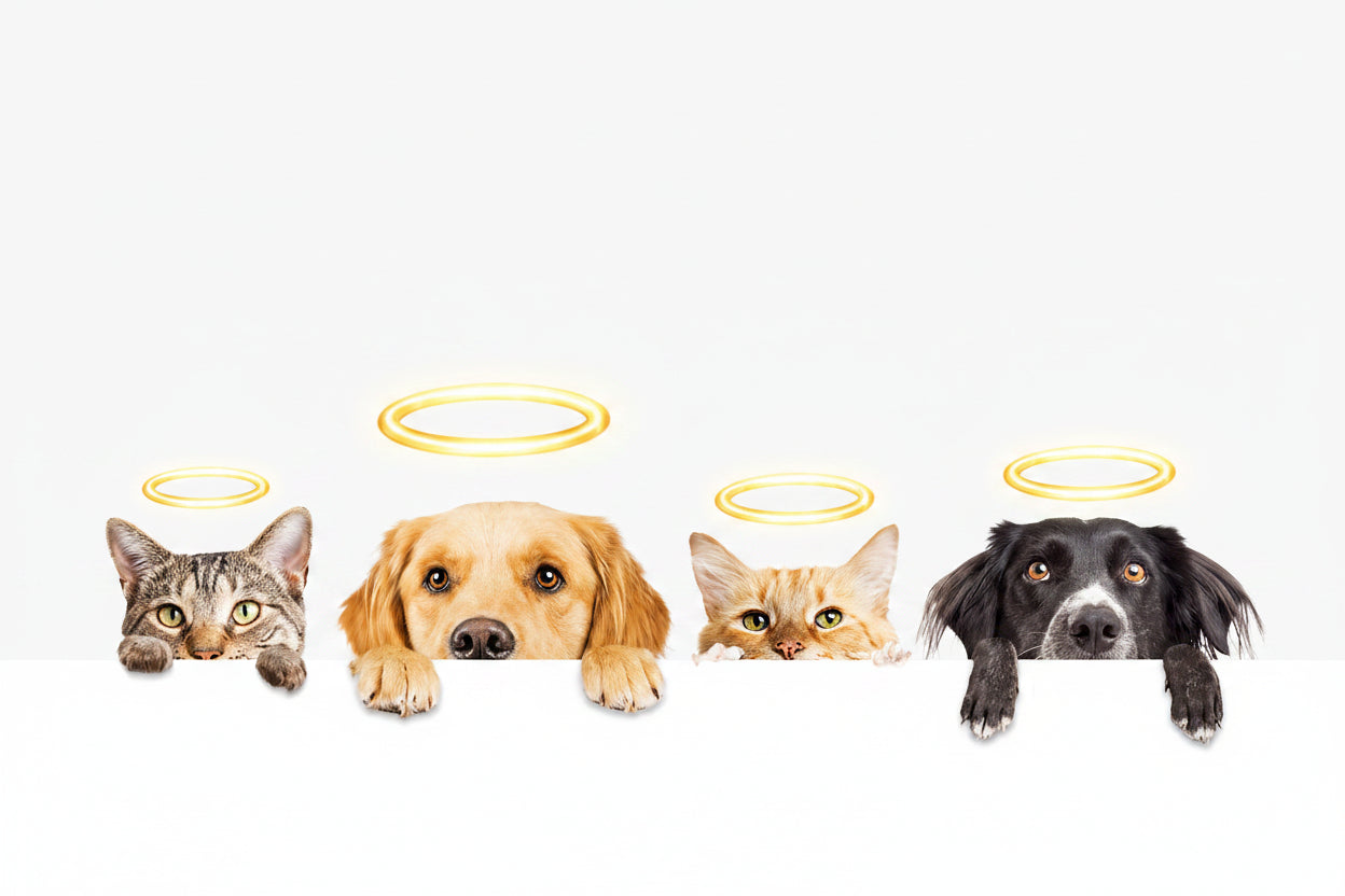 Home Page Banner Image
